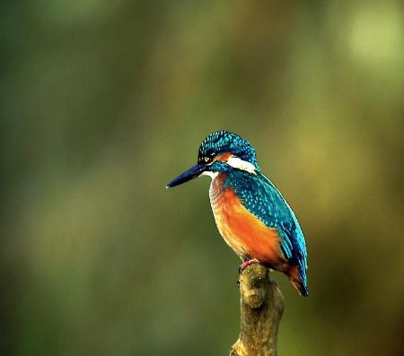 Click to see next picture