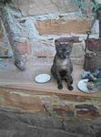 Bilder von Chios anklicken um zu vergrssern