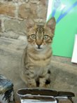 Katzenbilder anklicken um zu vergrssern