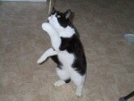 Katzenbilder anklicken um zu vergrssern