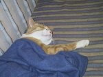 Katzenbilder anklicken um zu vergrssern