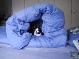 Katzenbilder anklicken um zu vergrssern
