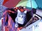 Katzenbilder anklicken um zu vergrssern