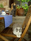 Katzenbilder anklicken um zu vergrssern