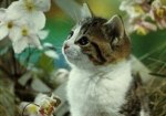 Katzenbilder anklicken um zu vergrssern