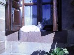 Katzenbilder anklicken um zu vergrssern