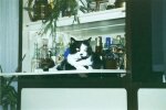 Katzenbilder anklicken um zu vergrssern