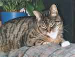Katzenbilder anklicken um zu vergrssern