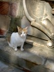 Katzenbilder anklicken um zu vergrssern