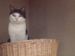 Katzenbilder anklicken um zu vergrssern