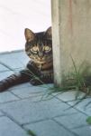 Katzenbilder anklicken um zu vergrssern
