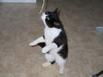 Katzenfotos anklicken um zu vergrssern
