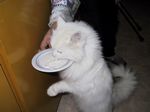 Katzenfotos anklicken um zu vergrssern