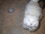 Katzenfotos anklicken um zu vergrssern