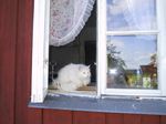 Katzenfotos anklicken um zu vergrssern