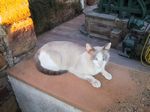 Katzenfotos anklicken um zu vergrssern