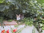 Katzenfotos anklicken um zu vergrssern
