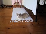Katzenfotos anklicken um zu vergrssern