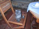 Katzenfotos anklicken um zu vergrssern