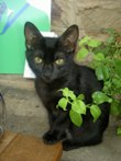Katzenbilder anklicken um zu vergrssern