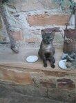 Katzenbilder anklicken um zu vergrssern