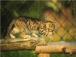 Katzenbilder anklicken um zu vergrssern