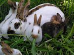 Klick um Tierbilder vergrssert zu sehen