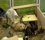 Klick um Tierbilder vergrssert zu sehen
