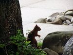 Klick um Tierbilder vergrssert zu sehen