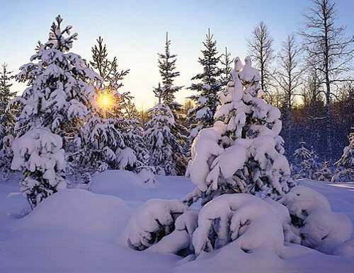 Verschneiter Wald bei Sonnenaufgang